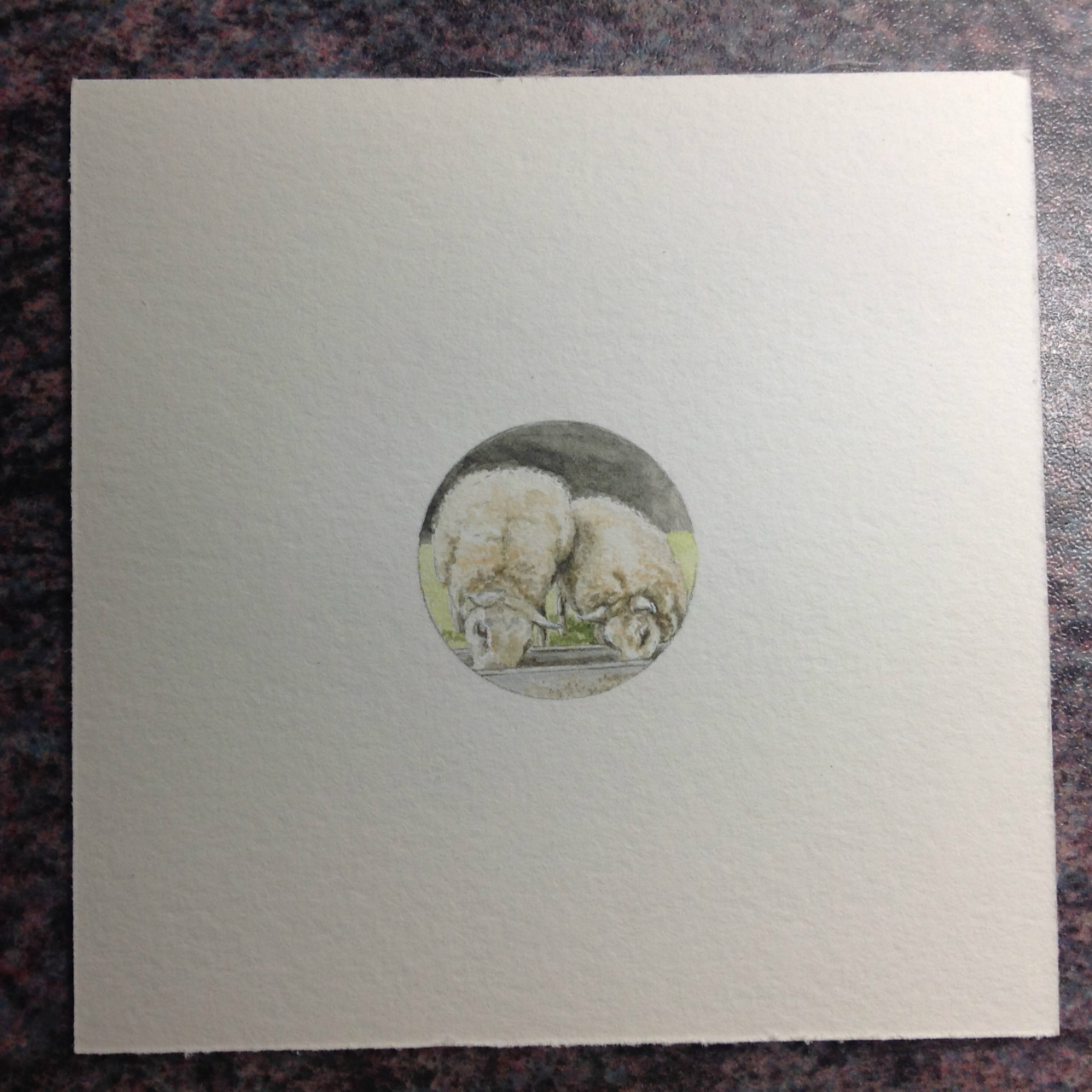 Schapen met voederbak
3 november 2015